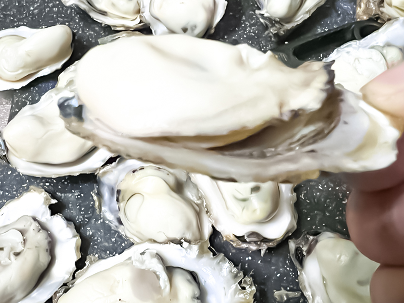點(diǎn)海成金水產(chǎn)養(yǎng)殖新聞圖片